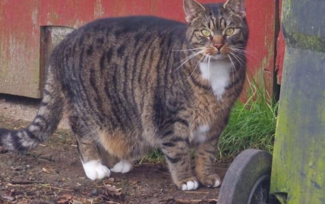 Alle neun Katzen wurden gesichtet und suchen ein neues Zuhause, auch gerne paarweise.