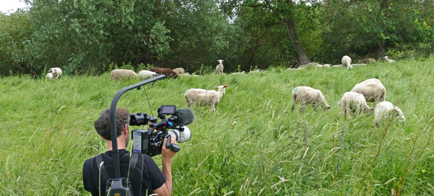 Thema einer neuen arte-Doku: Die schafe an der Elbe liefern den Rohstoff für neuartigen Wollstoff made in Wendland.