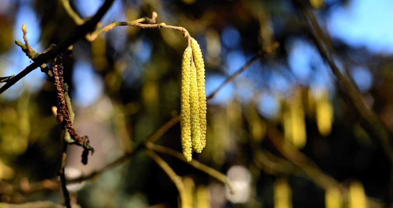 Erste Pollen setzen die Allergiesaison in Gang.