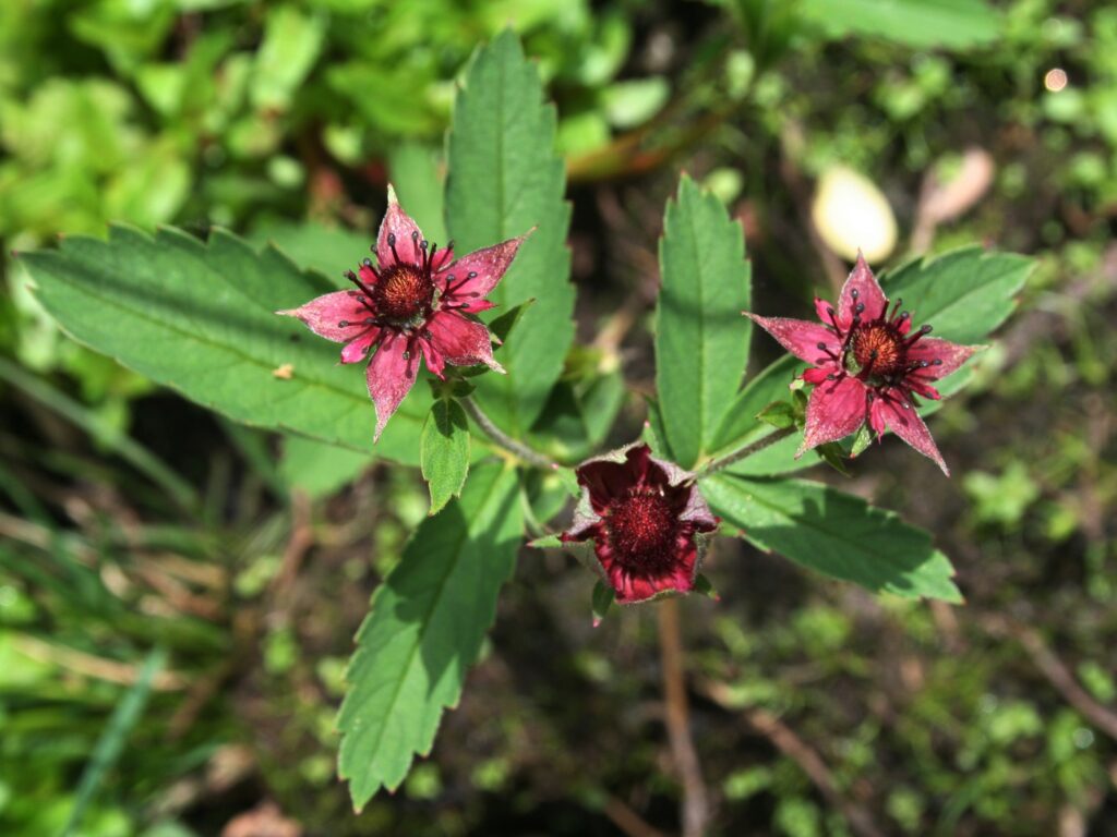 Das Sumpf-Blutauge hat als einzige Wildpflanze eine besondere Rotfärbung der Blüten- und Kelchblätter.