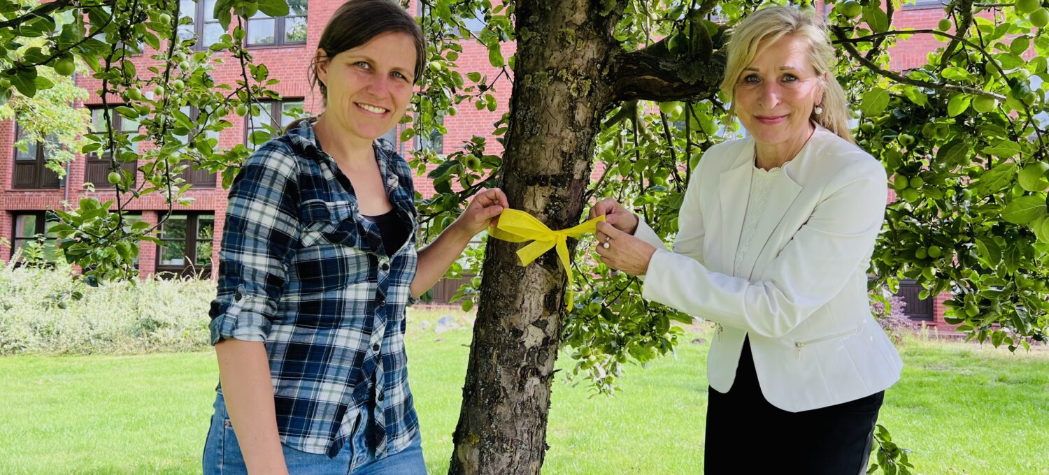 Selina Schmid, Landwirtschaftskoordinatorin und Landrätin Dagmar Schulz markieren einen Apfelbaum mit gelber Schleife.