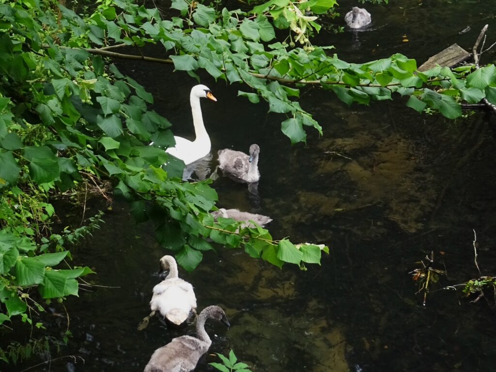Eine Schwanenmutter mit fünf "kiddies" im Bachlauf unterwegs - bei all den Tieraufnahmen in letzter Zeit vielleicht auch sehenswert? 
Herzlichen Gruß, 
Ele Paetzoldiese Mülleimer sind offensichtlich nicht dafür geeignet, Kaputtmacher von ihrem Ansinnen abzuhalten.
Gesehen und mit der Kamera festgehalten an der Bushaltestelle zwischen Freibad und der Siedlung Am Stadtbad.