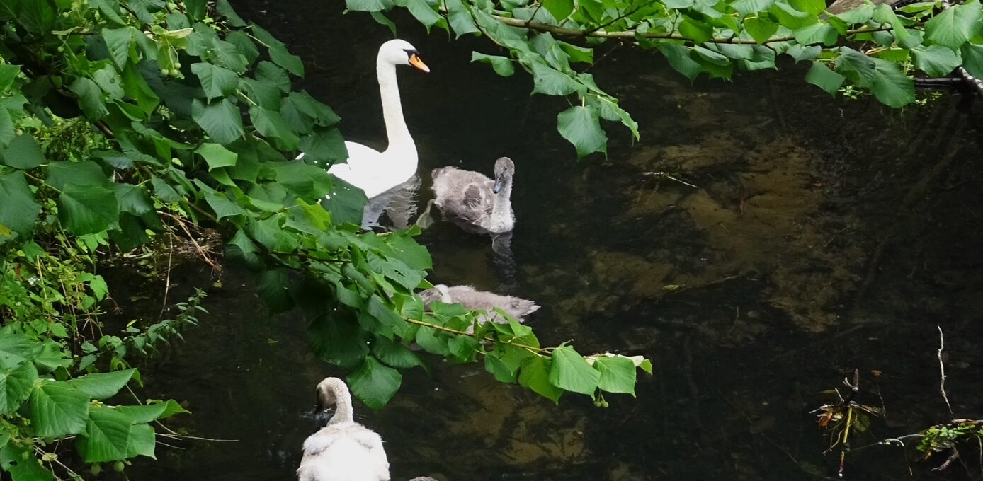 Eine Schwanenmutter mit fünf "kiddies" im Bachlauf unterwegs - bei all den Tieraufnahmen in letzter Zeit vielleicht auch sehenswert? 
Herzlichen Gruß, 
Ele Paetzoldiese Mülleimer sind offensichtlich nicht dafür geeignet, Kaputtmacher von ihrem Ansinnen abzuhalten.
Gesehen und mit der Kamera festgehalten an der Bushaltestelle zwischen Freibad und der Siedlung Am Stadtbad.
