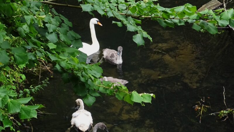 Eine Schwanenmutter mit fünf "kiddies" im Bachlauf unterwegs - bei all den Tieraufnahmen in letzter Zeit vielleicht auch sehenswert? 
Herzlichen Gruß, 
Ele Paetzoldiese Mülleimer sind offensichtlich nicht dafür geeignet, Kaputtmacher von ihrem Ansinnen abzuhalten.
Gesehen und mit der Kamera festgehalten an der Bushaltestelle zwischen Freibad und der Siedlung Am Stadtbad.
