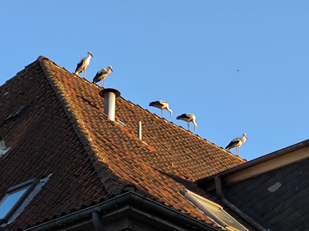"Fünf auf einen Streich!" Dieses
Storchentreffen auf dem Dach der Samtgemeindeverwaltung in Dannenberg fotografierte Manfred Kampferbeck aus Dannenberg. "Dort sind wir das Oberhaupt der Verwaltung, zumindest am Sonnabendabend", denken sich wohl die Störche. Marianna
Ahrens aus Breselenz findet den vielen Müll an den Müllcontainern sehr unerfreulich: "Ich bringe oft meinen Biomüll zum Biopionier in Dannenberg, Besenberg, gegenüber der ESSO Tankstelle. Sehr oft sind die Altkleidercontainer überfüllt und alles liegt daneben. Aber es liegt auch jede Woche sehr viel Müll daneben. Das ärgert mich maßlos. Leider kann man es nicht ändern."