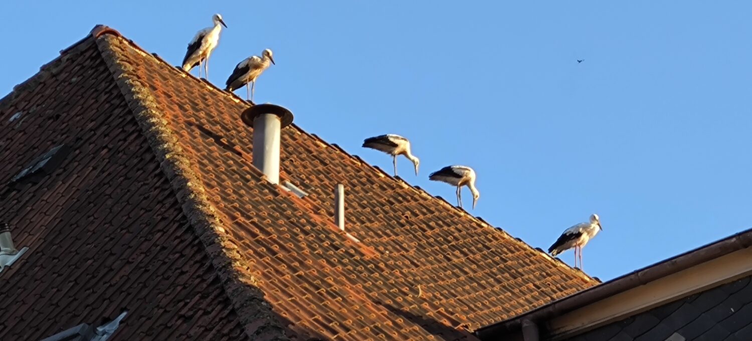 "Fünf auf einen Streich!" Dieses
Storchentreffen auf dem Dach der Samtgemeindeverwaltung in Dannenberg fotografierte Manfred Kampferbeck aus Dannenberg. "Dort sind wir das Oberhaupt der Verwaltung, zumindest am Sonnabendabend", denken sich wohl die Störche. Marianna
Ahrens aus Breselenz findet den vielen Müll an den Müllcontainern sehr unerfreulich: "Ich bringe oft meinen Biomüll zum Biopionier in Dannenberg, Besenberg, gegenüber der ESSO Tankstelle. Sehr oft sind die Altkleidercontainer überfüllt und alles liegt daneben. Aber es liegt auch jede Woche sehr viel Müll daneben. Das ärgert mich maßlos. Leider kann man es nicht ändern."