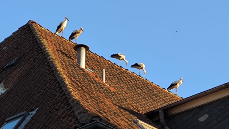 "Fünf auf einen Streich!" Dieses
Storchentreffen auf dem Dach der Samtgemeindeverwaltung in Dannenberg fotografierte Manfred Kampferbeck aus Dannenberg. "Dort sind wir das Oberhaupt der Verwaltung, zumindest am Sonnabendabend", denken sich wohl die Störche. Marianna
Ahrens aus Breselenz findet den vielen Müll an den Müllcontainern sehr unerfreulich: "Ich bringe oft meinen Biomüll zum Biopionier in Dannenberg, Besenberg, gegenüber der ESSO Tankstelle. Sehr oft sind die Altkleidercontainer überfüllt und alles liegt daneben. Aber es liegt auch jede Woche sehr viel Müll daneben. Das ärgert mich maßlos. Leider kann man es nicht ändern."