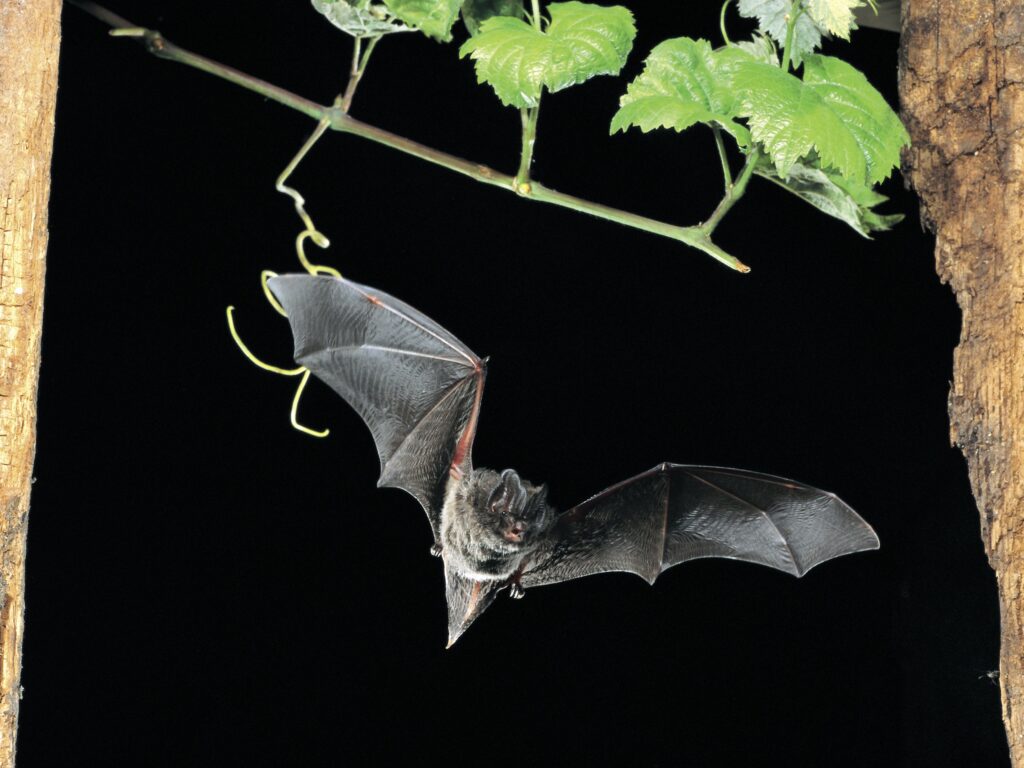 Eine Mopsfledermaus bei Nacht.