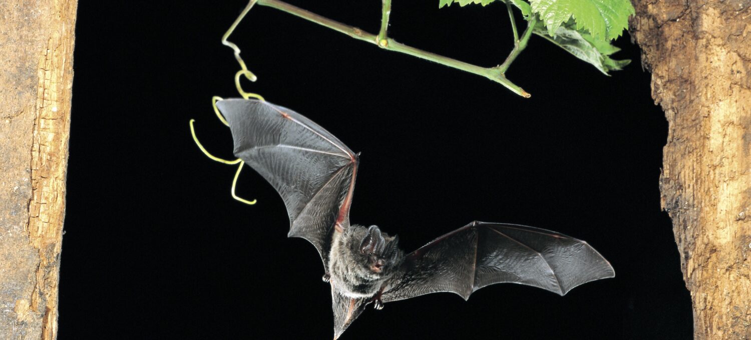 Eine Mopsfledermaus bei Nacht.