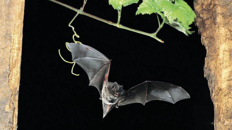 Eine Mopsfledermaus bei Nacht.