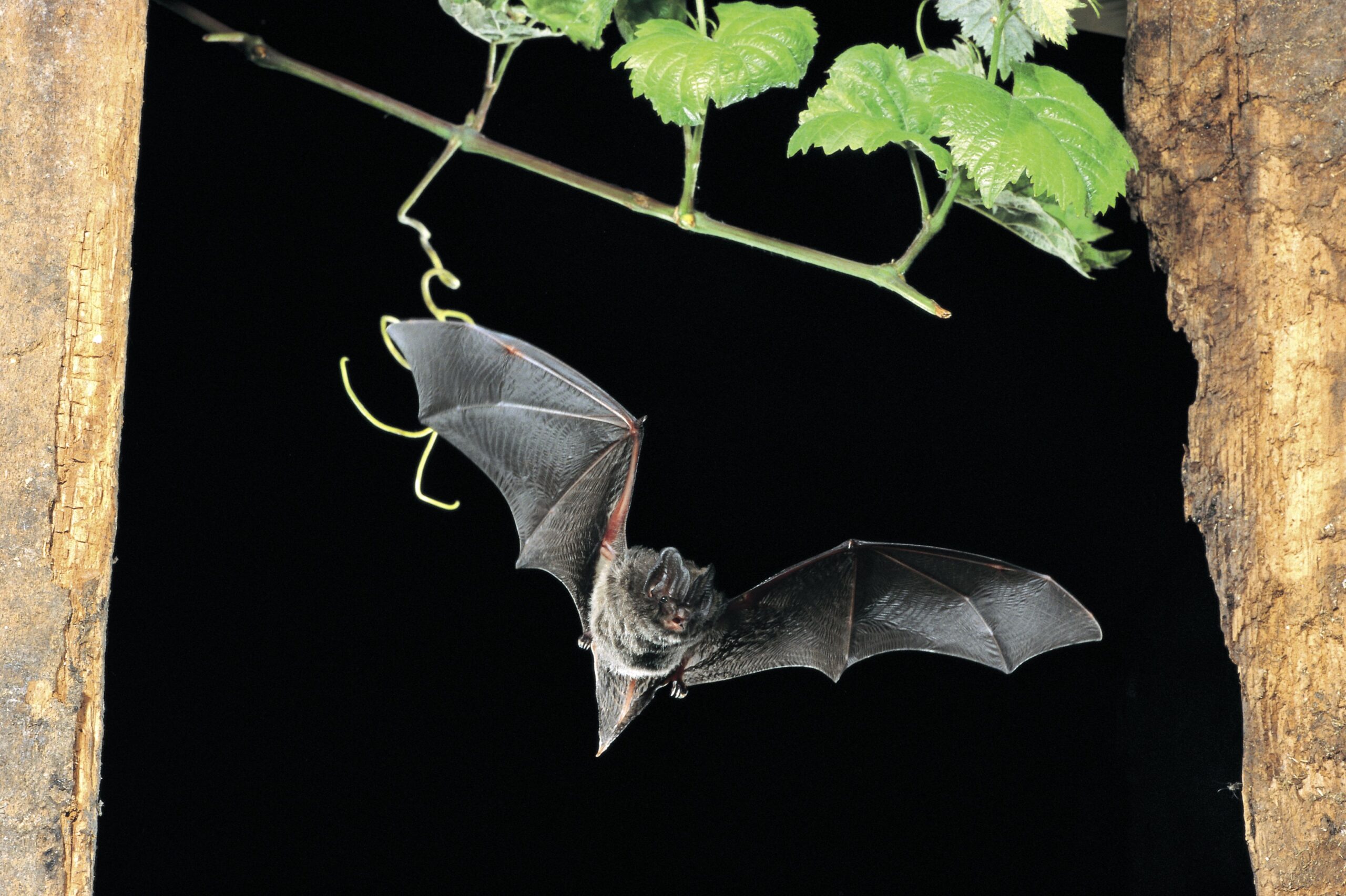 Eine Mopsfledermaus bei Nacht.