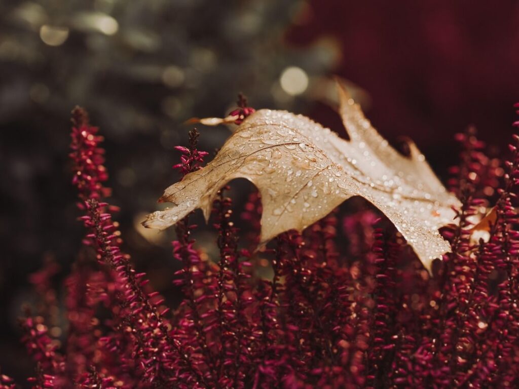 Im Herbst erlischt die Kraft des Sommers und die Blätter beginnen, sich zu verfärben.