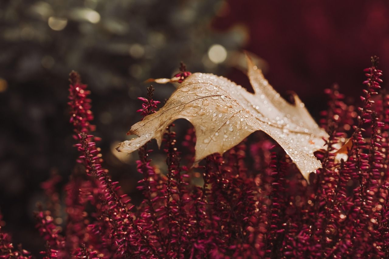 Im Herbst erlischt die Kraft des Sommers und die Blätter beginnen, sich zu verfärben.