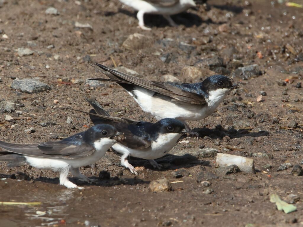 Rauchschwalben und Mehlschwalben (Foto) stehen beim Nestbau im Wendland vor großen Problemen.