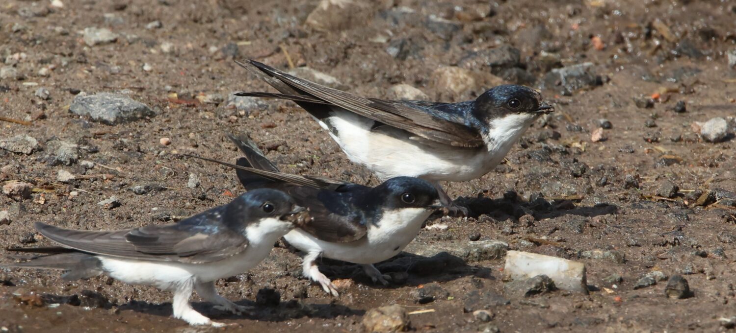 Rauchschwalben und Mehlschwalben (Foto) stehen beim Nestbau im Wendland vor großen Problemen.