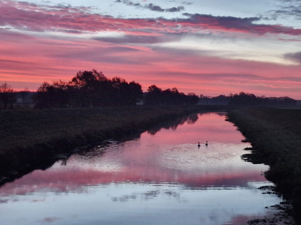 Schwäne im Morgenlicht bei Groß Heide von Katja Alexander