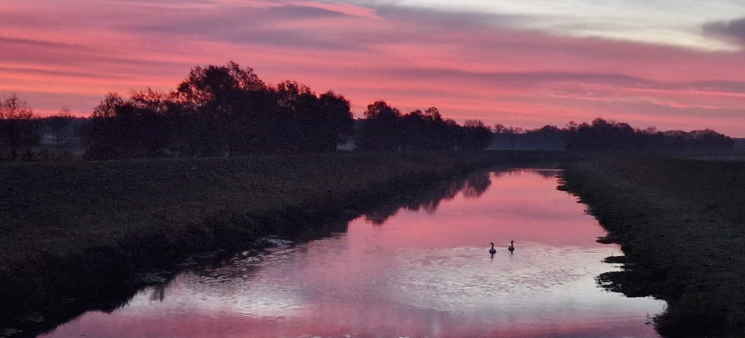 Schwäne im Morgenlicht bei Groß Heide von Katja Alexander