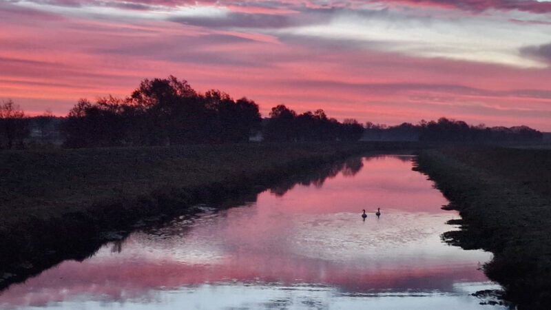Schwäne im Morgenlicht bei Groß Heide von Katja Alexander